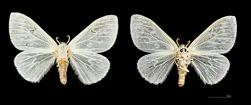 Female