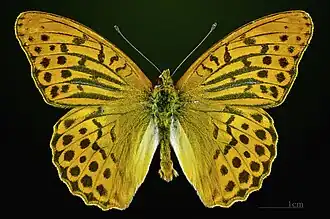 Male
