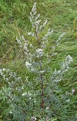 Artemisia, Taymyr lowlands 24,000–10,300 YBP, Yakutia 22,500 YBP, Alaska and the Yukon 15,000-11,500 YBP
