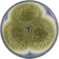 Aspergillus pseudocaelatus growing on CYA plate