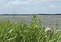 Coastal meadows (Lysen Bredning)