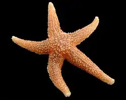 A specimen of Asterias rubens.
