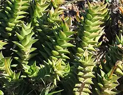 Astroloba congesta