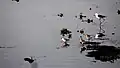 Waders and stilts at Basai