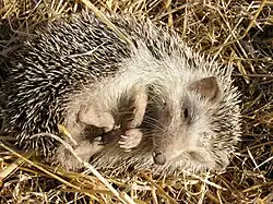 North African hedgehog (Atelerix algirus)