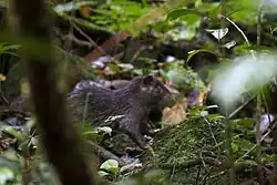 Brown porcupine