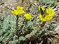 Rock stonecrop.