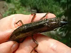 Gata (Atya lanipes)