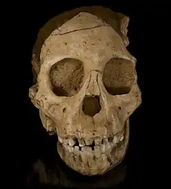 Australopithecus africanus (reconstruction)