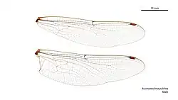 Male wings