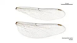 Female wings