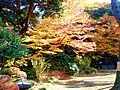 Autumn colours of leaves at Koishikawa-Kōrakuen