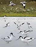 ID composite