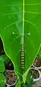 Beginning its encasing with silk strands on Terminalia catappa leaf. Dededo, Guam