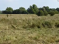 Badley Moor