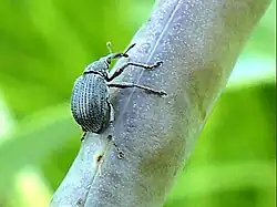 Female ovipositing