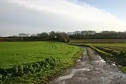 Barking Woods