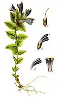 Botanical illustration by Jacob Sturm, 1796