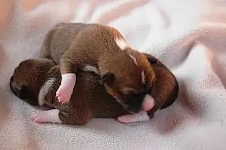 Image 21Newborn Basenji puppies (from Puppy)
