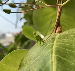 Baseonema gregorii