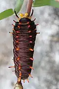Larva