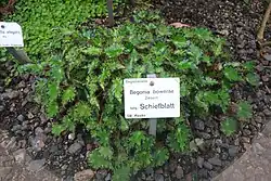 Wild-type at the Dresden Botanical Garden