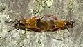 Two Benhamyia apicalis mating in Dunedin