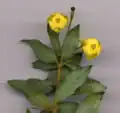 B. gagnepainii, flowers, 7 mm (1⁄4 in) wide