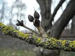 Buds