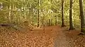 Leaffall brings out the colours. The forest is dotted with concrete air-raid shelters from WW II.