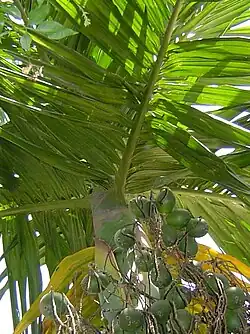 Beetle Nut Tree