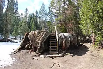 Mark Twain Stump, March 2016