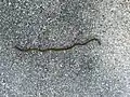 Bipalium kewense sighted in Austin, Texas