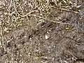 Roe deer tracks, at Bishop Monkton Ings