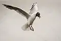 In flight