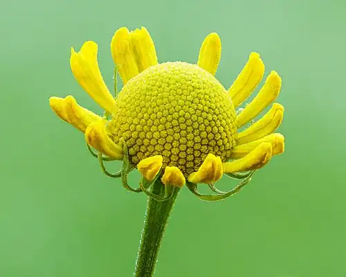 Helenium autumnale.