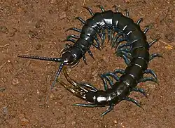 E. trignopodus photographed in South Africa