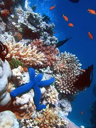 Image 15Biodiversity of a coral reef. Corals adapt and modify their environment by forming calcium carbonate skeletons. This provides growing conditions for future generations and forms a habitat for many other species. (from Environmental science)