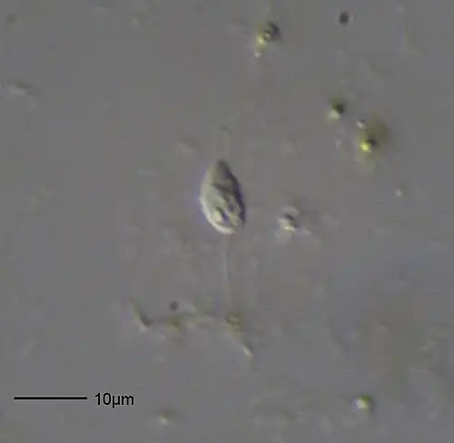 Bodo sp.