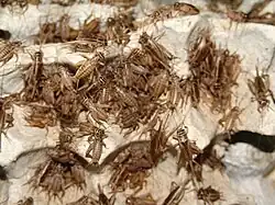 Crickets