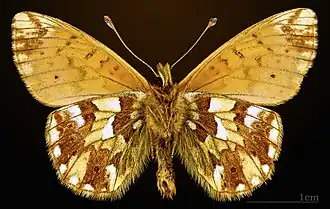 ♂ △