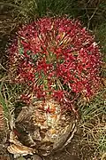 Long-shot of inflorescence covered in mating Cyrtothyrea testaceoguttata