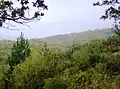 Bouldnor Forest