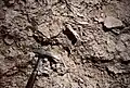 Hurricane breccia cemented (early diagenesis) at the surface of a bed, top of a regressive, metric, sequence. Aganane Formation, High Atlas.