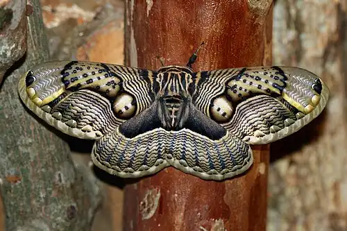 Image 8 Brahmaea wallichii Photograph: Arthur Chapman; edit: Papa Lima Whiskey and Ryan Kaldari Brahmaea wallichii, also known as the owl moth, is a moth from the family Brahmaeidae. With a wingspan of about 90–160 mm (3.5–6.3 in), it is one of the largest species of Brahmin moth. This nocturnal species is found in India, Bhutan, Myanmar, China, Taiwan and Japan. More selected pictures
