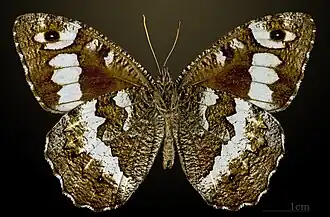 Male underside