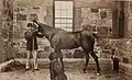 Brooks Adams with horse and dog, photographed by his sister-in-law, Marian Hooper Adams (ca. 1883).