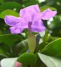 Blossom