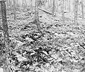 The bodies of prisoners executed by the SS prior to the evacuation are laid out in a wooded area near the Ohrdruf concentration camp. 6 april 1945