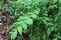 Leaves